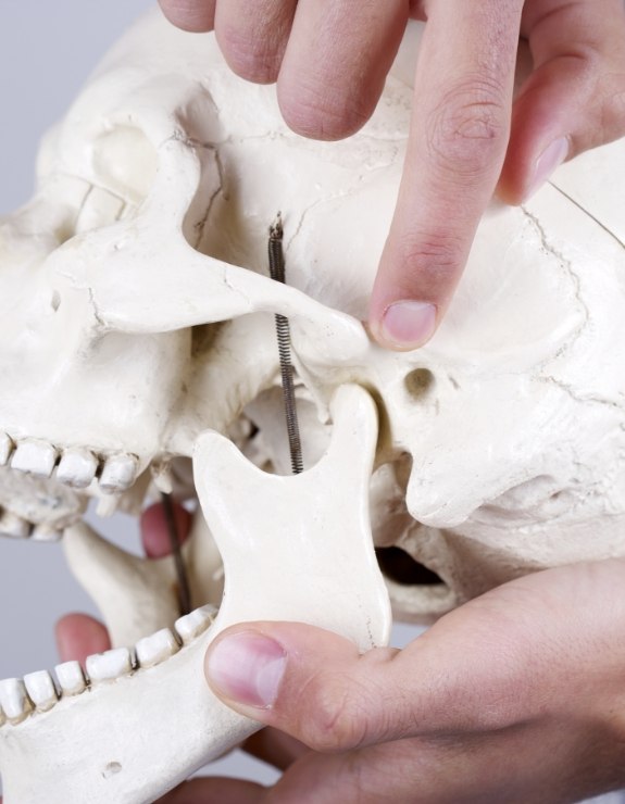 Person pointing to jaw joints on model of skull